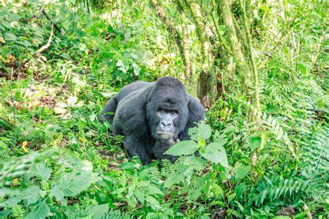 Horská gorila v národním parku Virunga