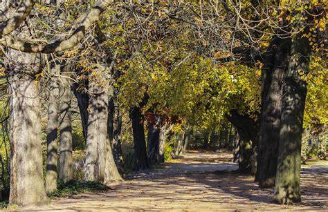 Libochovický park a stromy