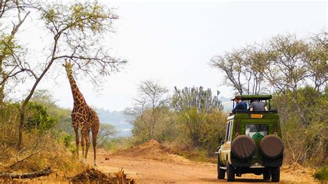 africké safari džíp mezi slony