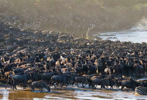 Velká migrace pakoňů Masai Mara Serengeti