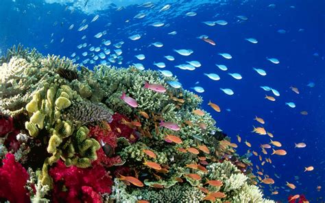 Pláž Reef Oasis a korálový útes