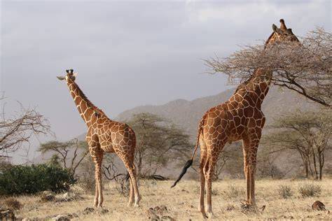 Safari africká savana sloni žirafy