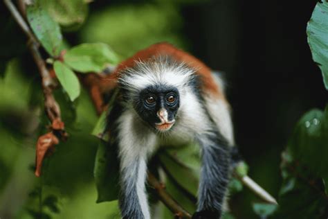Jozani Forest červené guarézy Zanzibar