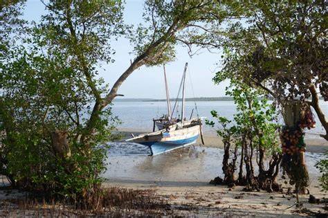 Zanzibarské pobřeží a mořské řasy