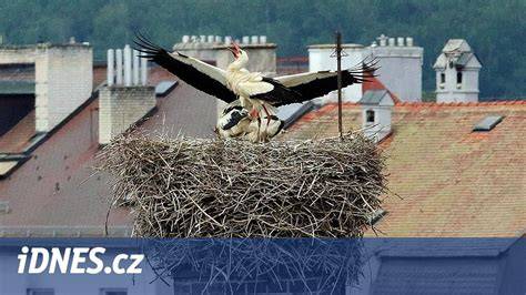 Modely ptačích hnízd na stezce