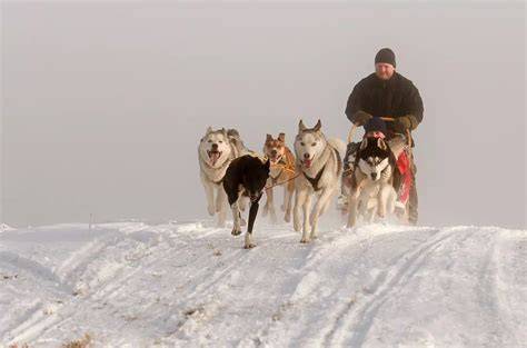 Jízda husky spřežením zasněženou krajinou