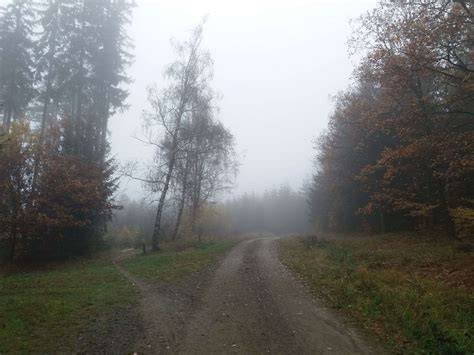 Lesní cesta k tábořišti Suchá louka