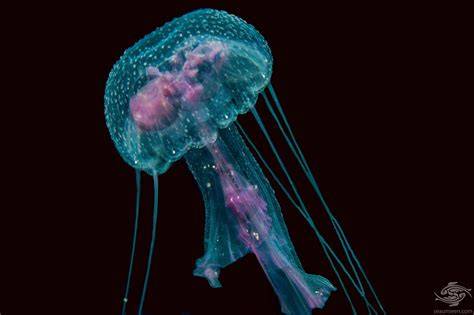 Talířovka svítivá Pelagia noctiluca