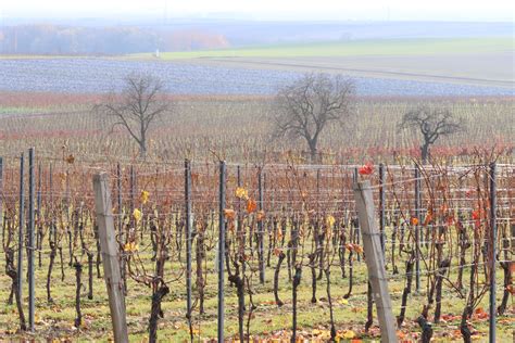 Norval Foundation mezi vinicemi Kapského Města